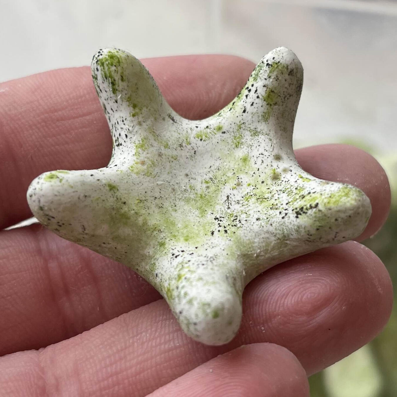 Starfish Starfish